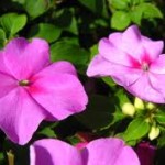 impatiens